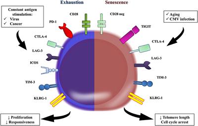 Remodeling of the Immune Response With Aging: Immunosenescence and Its Potential Impact on COVID-19 Immune Response